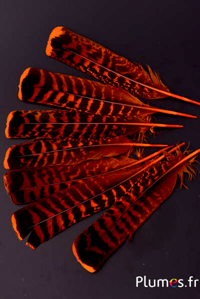 Tétras des bois - 19-21 cm - orange-café